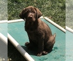Small Photo #1 Labrador Retriever Puppy For Sale in BARNEVELD, WI, USA
