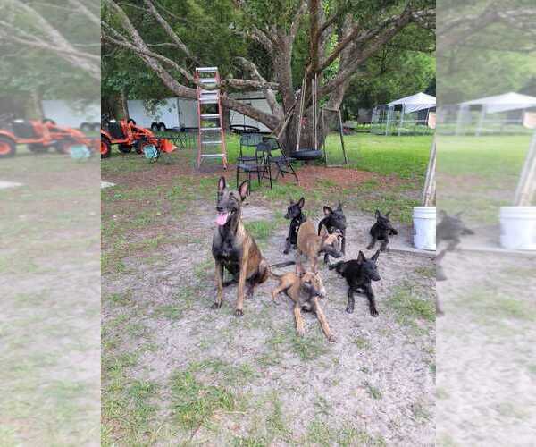 Medium Photo #1 Belgian Malinois Puppy For Sale in SPRING HILL, FL, USA