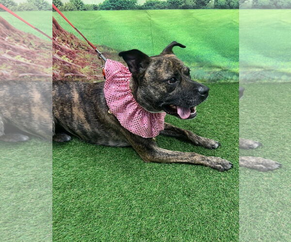 Medium Photo #3 Mutt Puppy For Sale in Euless, TX, USA