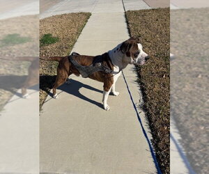Boxer Dogs for adoption in Austin, TX, USA