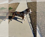 Tiger II - Male Boxer Dog for Adoption - Small photo
