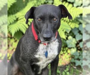 Moana - Female Labrador Retriever-Unknown Mix Dog for Adoption - Photo #5