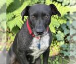 Small #4 Labrador Retriever Mix