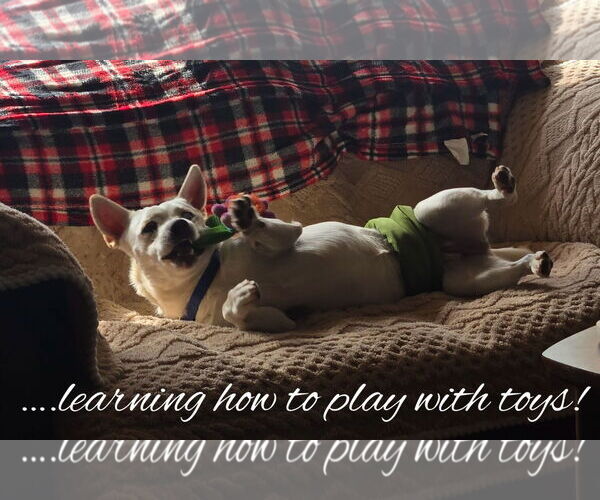 Medium Photo #6 Chihuahua-Unknown Mix Puppy For Sale in Pleasanton, TX, USA