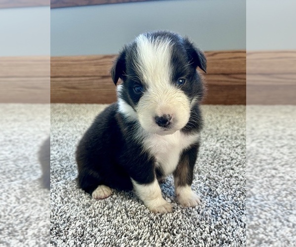 Medium Photo #3 Australian Shepherd Puppy For Sale in LODA, IL, USA