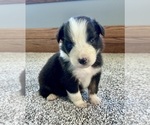 Small #2 Australian Shepherd