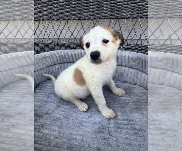 Medium Photo #4 Jack Russell Terrier-Parson Russell Terrier Mix Puppy For Sale in Holly Springs, NC, USA