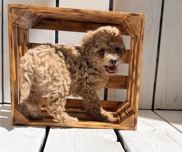Medium Photo #3 Poodle (Miniature) Puppy For Sale in CURTISS, WI, USA