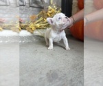 Small #1 French Bulldog