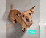 Small #1 Chiweenie