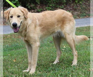 Golden Retriever Dogs for adoption in Prattville, AL, USA