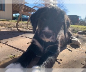 Border Collie-Goldendoodle Mix Puppy for sale in GUSTINE, TX, USA