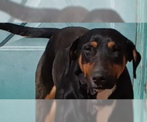 Bull Terrier-Doberman Pinscher Mix Dogs for adoption in Los Lunas, NM, USA