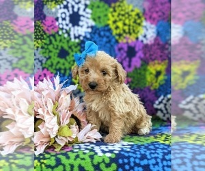 Bichpoo-Poodle (Miniature) Mix Puppy for sale in KIRKWOOD, PA, USA