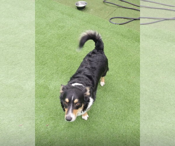 Medium Photo #4 Border Collie-Welsh Corgi Mix Puppy For Sale in Miami, FL, USA