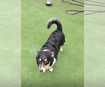 Small #3 Border Collie-Welsh Corgi Mix