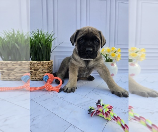 Medium Photo #1 Mastiff Puppy For Sale in GOSHEN, IN, USA