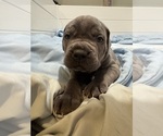 Small Photo #48 Cane Corso Puppy For Sale in COLONIAL HEIGHTS, VA, USA