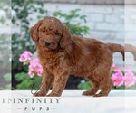 Small #3 Goldendoodle (Miniature)
