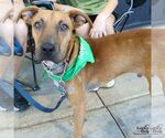 Small #1 Black Mouth Cur Mix