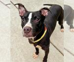 Small American Pit Bull Terrier