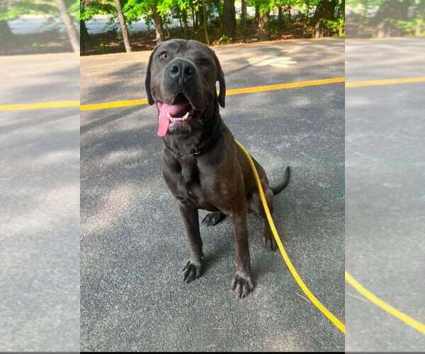 Medium Photo #1 Mastiff-Unknown Mix Puppy For Sale in New York, NY, USA