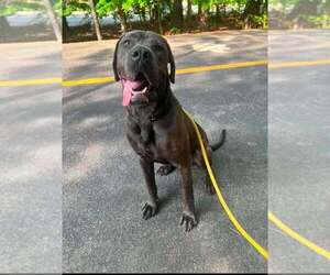 Mastiff-Unknown Mix Dogs for adoption in New York, NY, USA