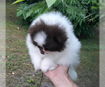 Small #44 Pomeranian