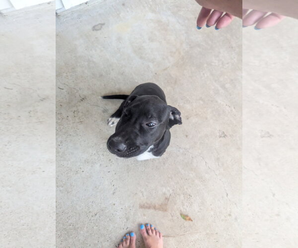 Medium Photo #2 Labrador Retriever-Unknown Mix Puppy For Sale in The Woodlands, TX, USA