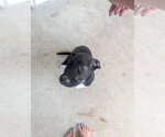 Small Photo #2 Labrador Retriever-Unknown Mix Puppy For Sale in The Woodlands, TX, USA