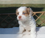 Puppy Olaf Morkie
