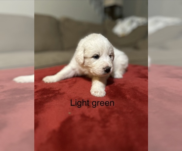 Medium Photo #5 Great Pyrenees Puppy For Sale in GILBERT, SC, USA
