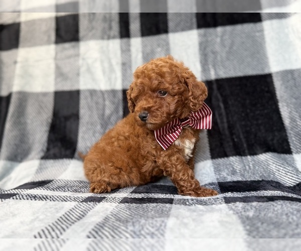 Medium Photo #3 Goldendoodle (Miniature) Puppy For Sale in LAKELAND, FL, USA