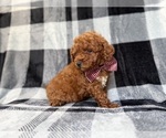 Small #2 Goldendoodle (Miniature)
