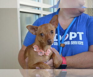 Chihuahua-Unknown Mix Dogs for adoption in McKinney, TX, USA