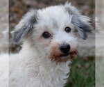 Small #6 Maltese Dinmont Terrier