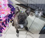 Small Boston Terrier Mix