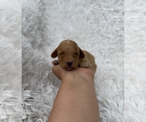 Poodle (Toy) Puppy for sale in JEFFERSONVILLE, IN, USA