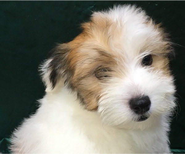 Medium Photo #24 Havanese Puppy For Sale in FENTON, MO, USA