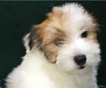 Small Photo #24 Havanese Puppy For Sale in FENTON, MO, USA