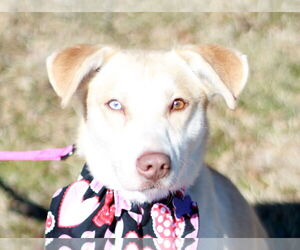 Siberian Husky-Unknown Mix Dogs for adoption in Cookeville, TN, USA