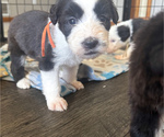 Small #11 Old English Sheepdog
