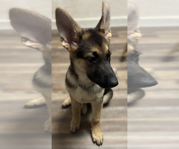 Medium Photo #4 German Shepherd Dog Puppy For Sale in SACRAMENTO, CA, USA