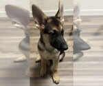Small #3 German Shepherd Dog