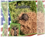 Puppy Justice Newfoundland