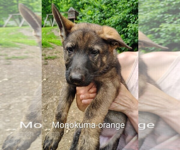 Medium Photo #21 German Shepherd Dog Puppy For Sale in BEAVER FALLS, PA, USA