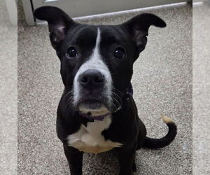 Mutt Dogs for adoption in Martinsburg, WV, USA