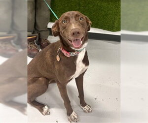 Borador Dogs for adoption in Temple, TX, USA