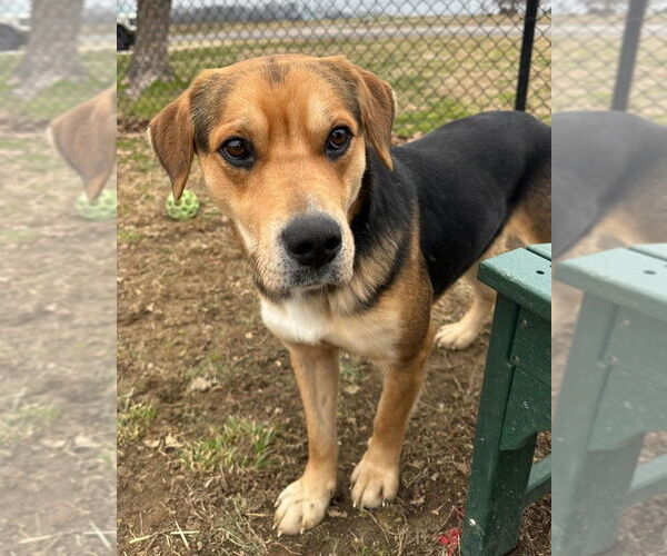 Medium Photo #1 Mutt Puppy For Sale in Evansville, IN, USA