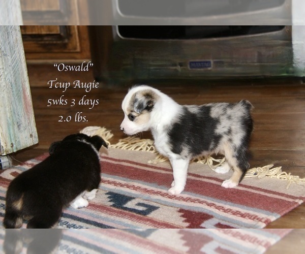 Medium Photo #13 Aussie-Corgi Puppy For Sale in LIND, WA, USA